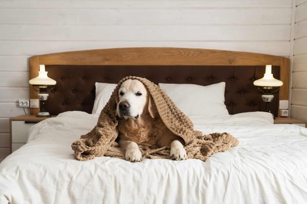 Quel sweat plaid choisir pour les adeptes des animaux ?